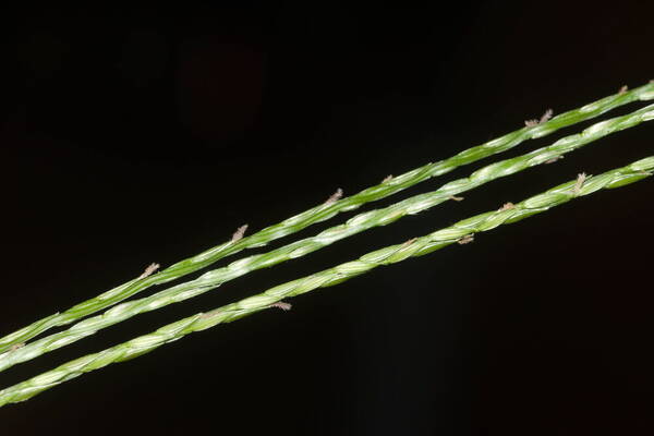 Digitaria radicosa Spikelets