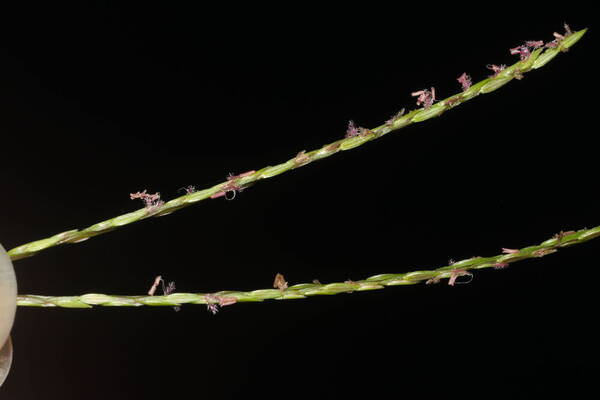 Digitaria radicosa Spikelets