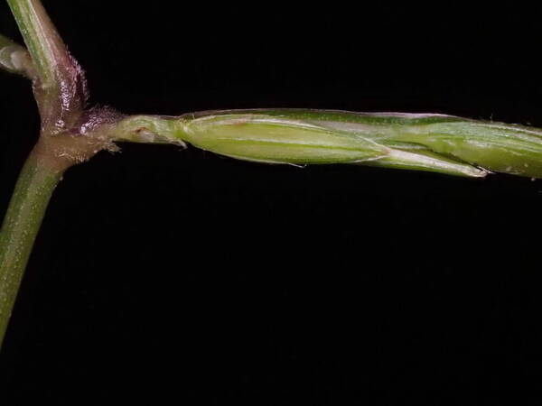 Digitaria radicosa Spikelets