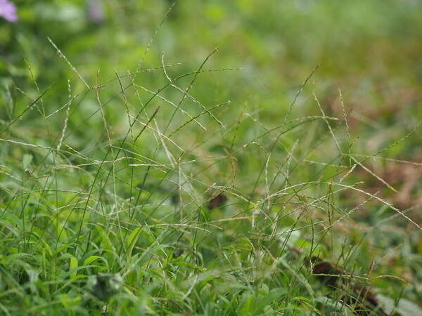 Digitaria radicosa Habit