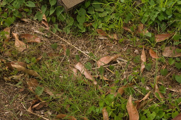 Digitaria radicosa Habit