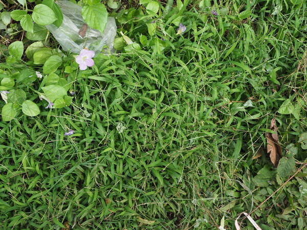 Digitaria radicosa Habit