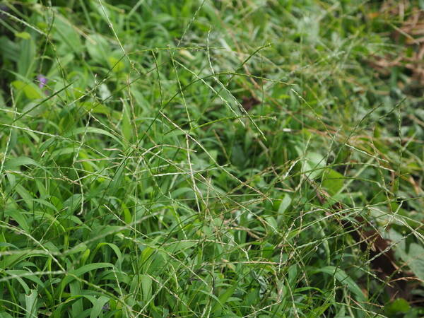 Digitaria radicosa Habit