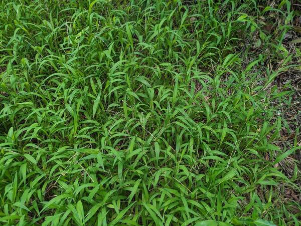 Digitaria radicosa Habit