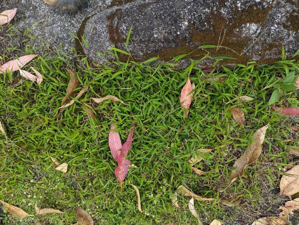 Digitaria radicosa Habit