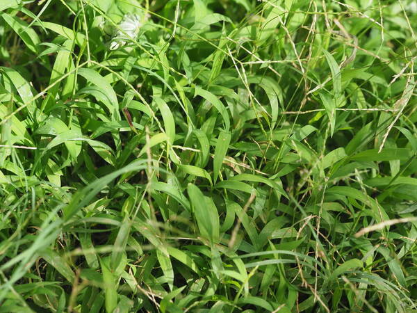 Digitaria radicosa Plant