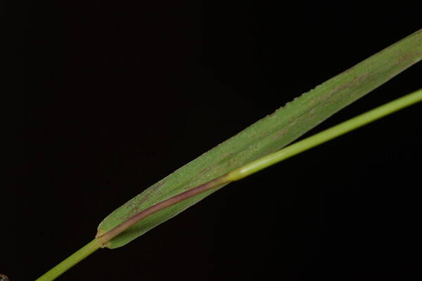 Digitaria scalarum Collar