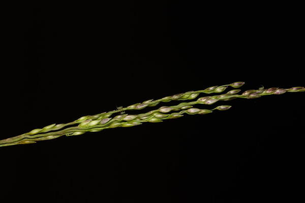 Digitaria scalarum Spikelets