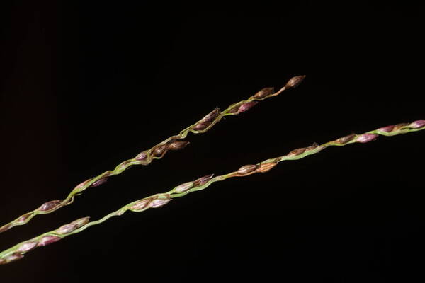 Digitaria scalarum Spikelets