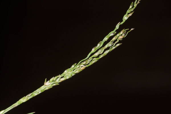 Digitaria scalarum Spikelets