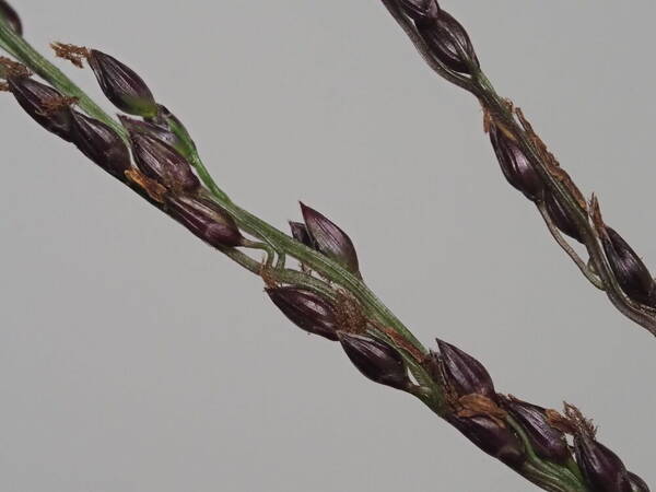 Digitaria scalarum Spikelets