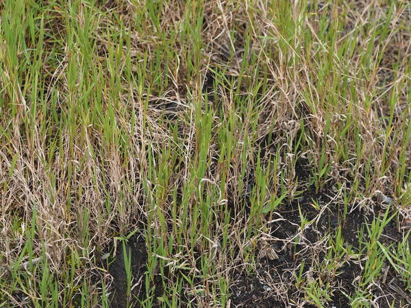 Digitaria scalarum Habit