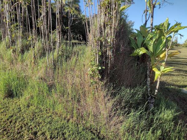 Digitaria scalarum Habit