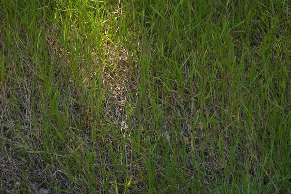 Digitaria scalarum Habit