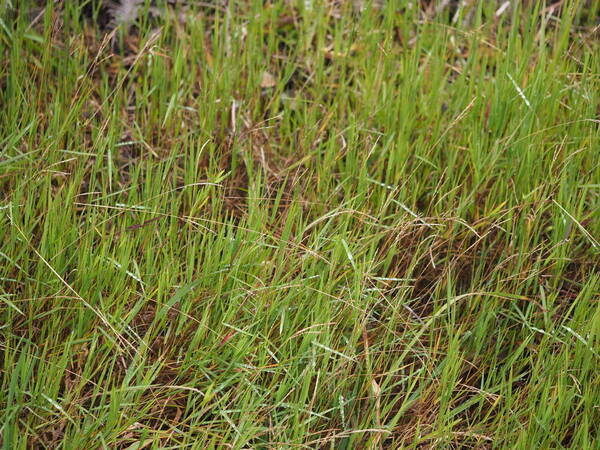 Digitaria scalarum Habit