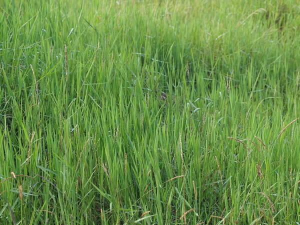 Digitaria scalarum Habit