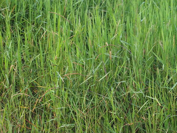 Digitaria scalarum Habit