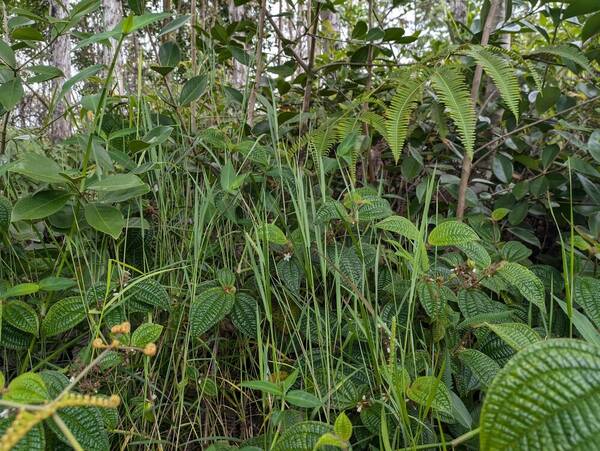 Digitaria scalarum Habit