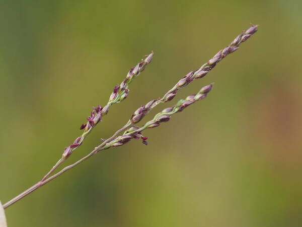 Digitaria scalarum Inflorescence