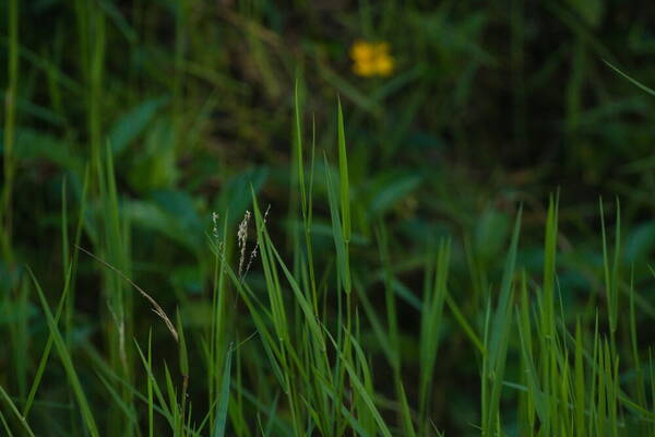 Digitaria scalarum Inflorescence