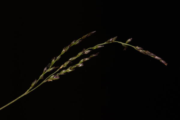 Digitaria scalarum Inflorescence