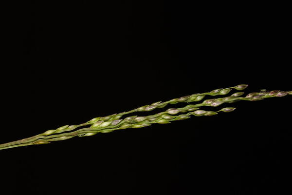 Digitaria scalarum Inflorescence