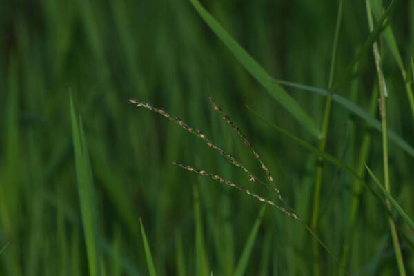 Digitaria scalarum Inflorescence