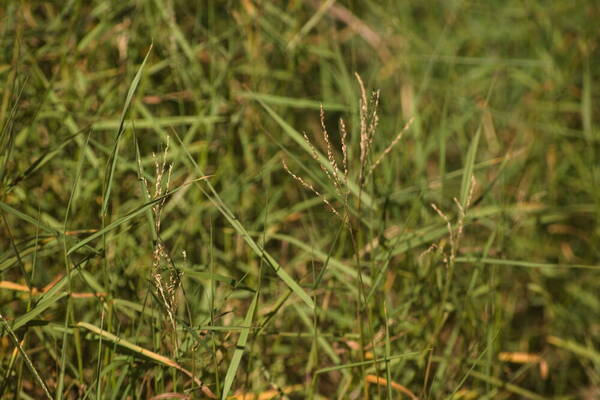 Digitaria scalarum Inflorescence