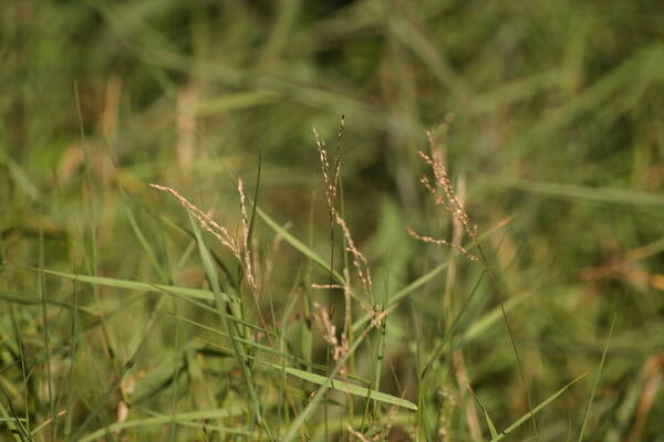 Digitaria scalarum Inflorescence