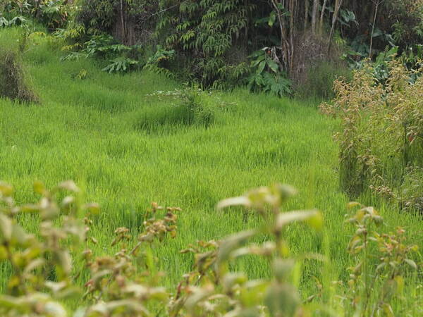 Digitaria scalarum Landscape