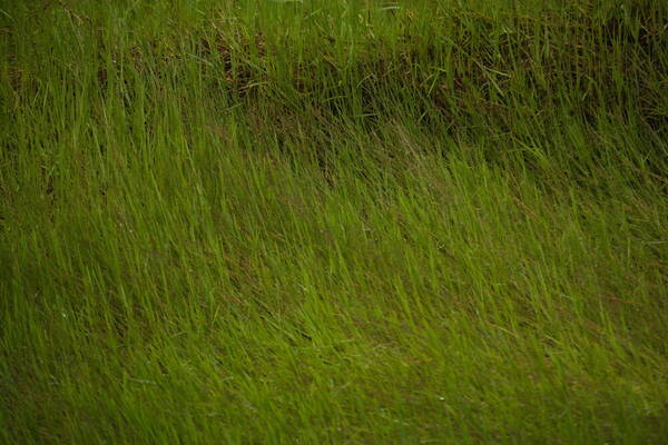 Digitaria scalarum Landscape