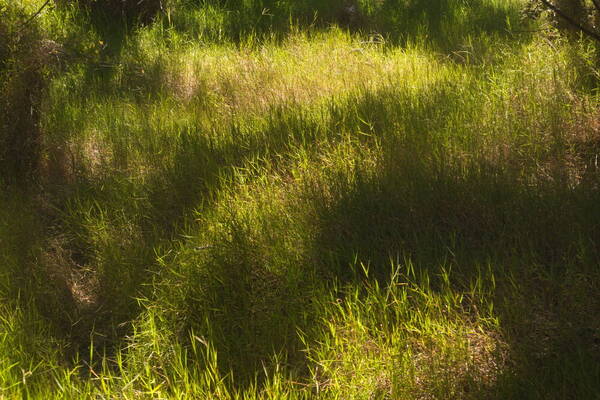 Digitaria scalarum Landscape