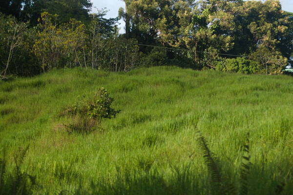 Digitaria scalarum Landscape