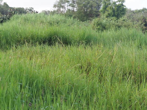 Digitaria scalarum Landscape