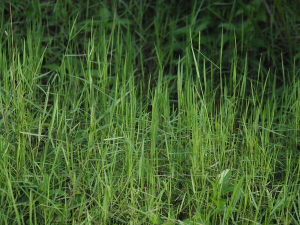 Digitaria scalarum Plant