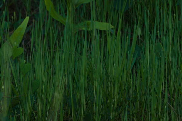 Digitaria scalarum Plant