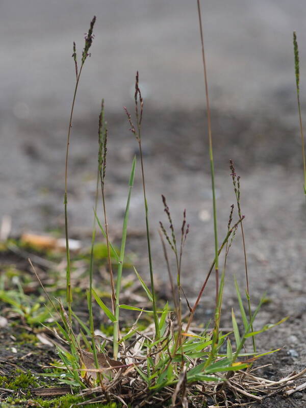 Digitaria scalarum Plant