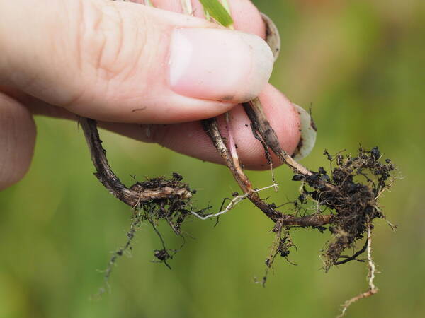 Digitaria scalarum Rhizomes