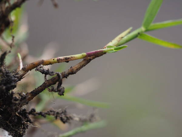 Digitaria scalarum Rhizomes