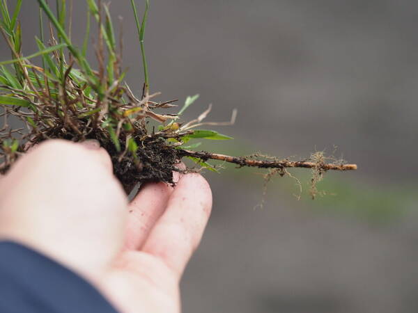 Digitaria scalarum Rhizomes