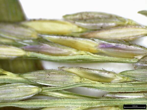 Digitaria setigera Spikelets