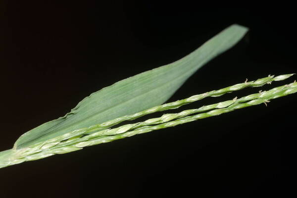 Digitaria setigera Spikelets