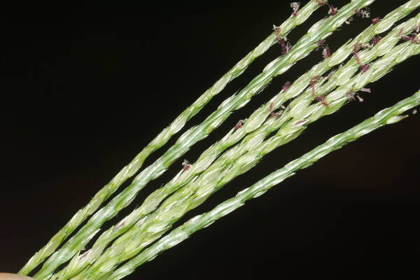 Digitaria setigera Spikelets