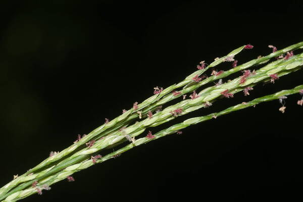 Digitaria setigera Spikelets