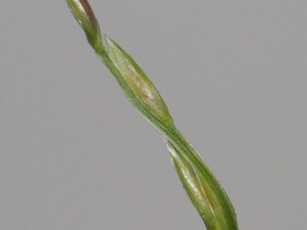 Digitaria setigera Spikelets