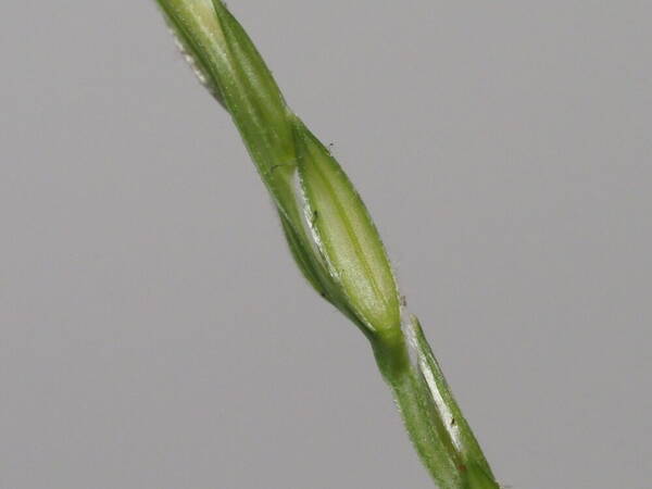 Digitaria setigera Spikelets