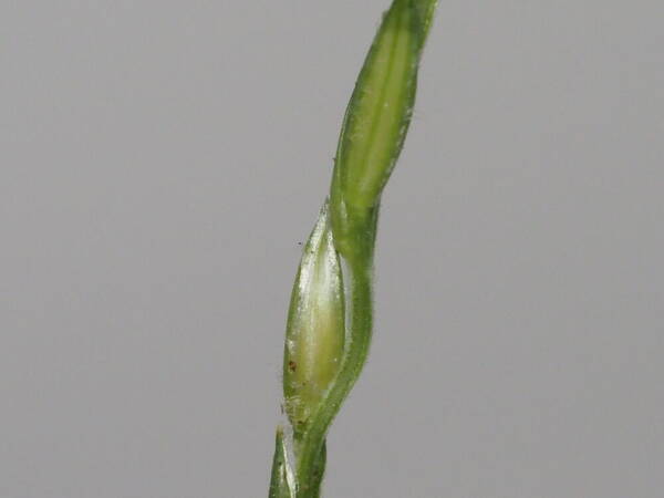 Digitaria setigera Spikelets