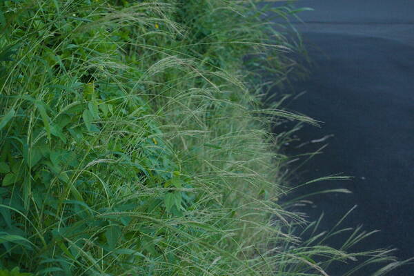 Digitaria setigera Habit