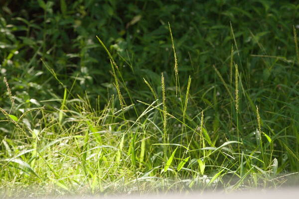 Digitaria setigera Habit