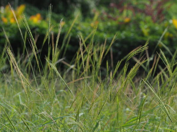 Digitaria setigera Habit